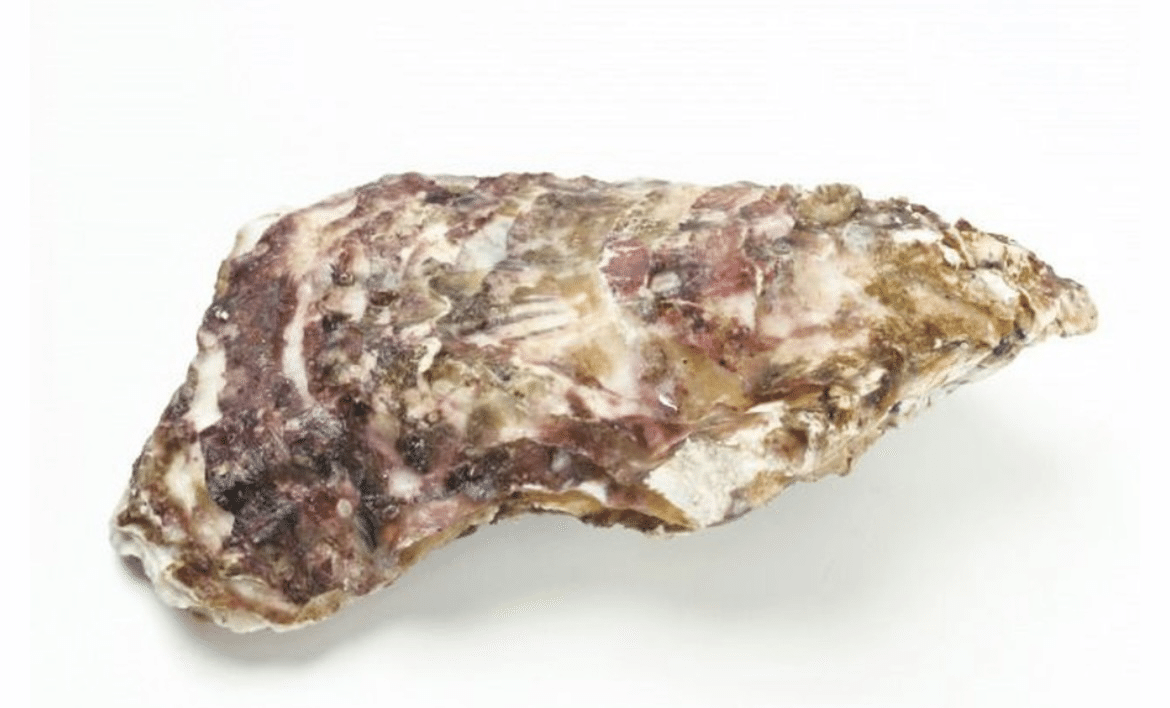 見る！?ミルビリリー隕石 標本