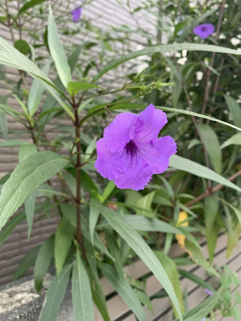 柳葉るいら草 シラちゃん Note