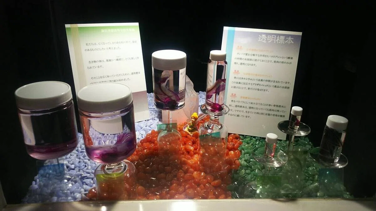 画像17