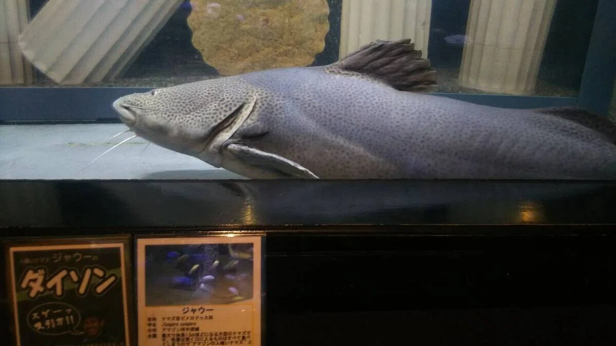 画像36