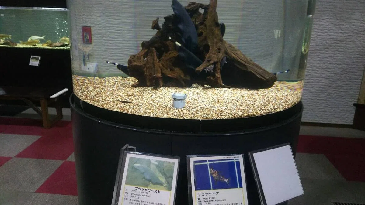 画像31