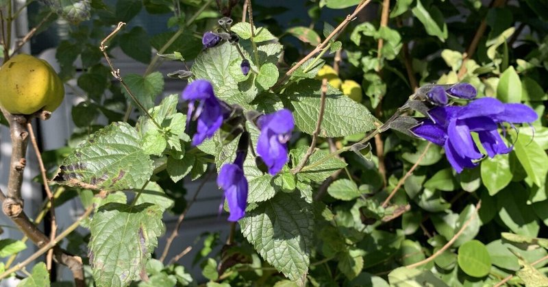 植物 紫色の花 シラちゃん Note