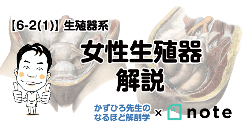 泌尿生殖器疾患の原因、またはそのリスクを高めるものは何ですか?