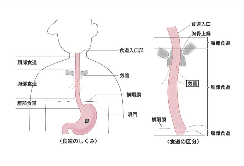 胃と食道の仕組み