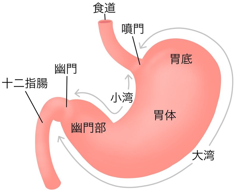 胃の仕組み