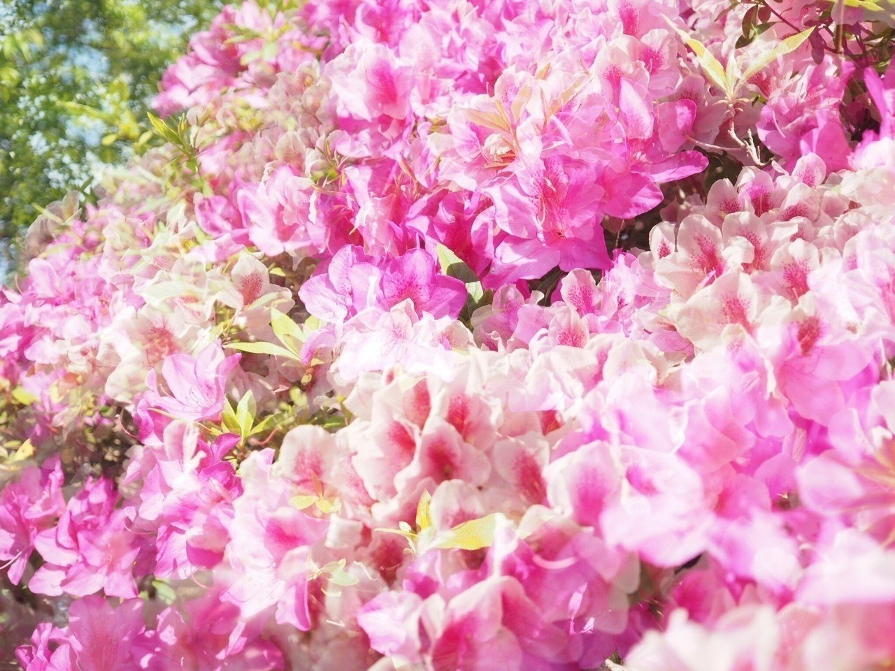 つつじ公園 さとみ Note つつじ公園 さとみ Note