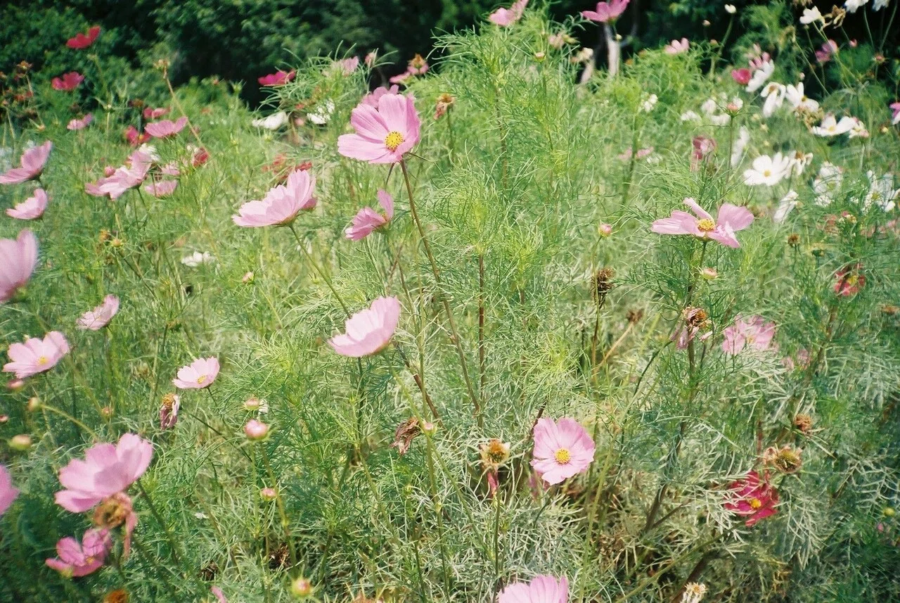 あんときのフィルムカメラ 旅立つには最高の日 FUJIFILM FUJICA GER