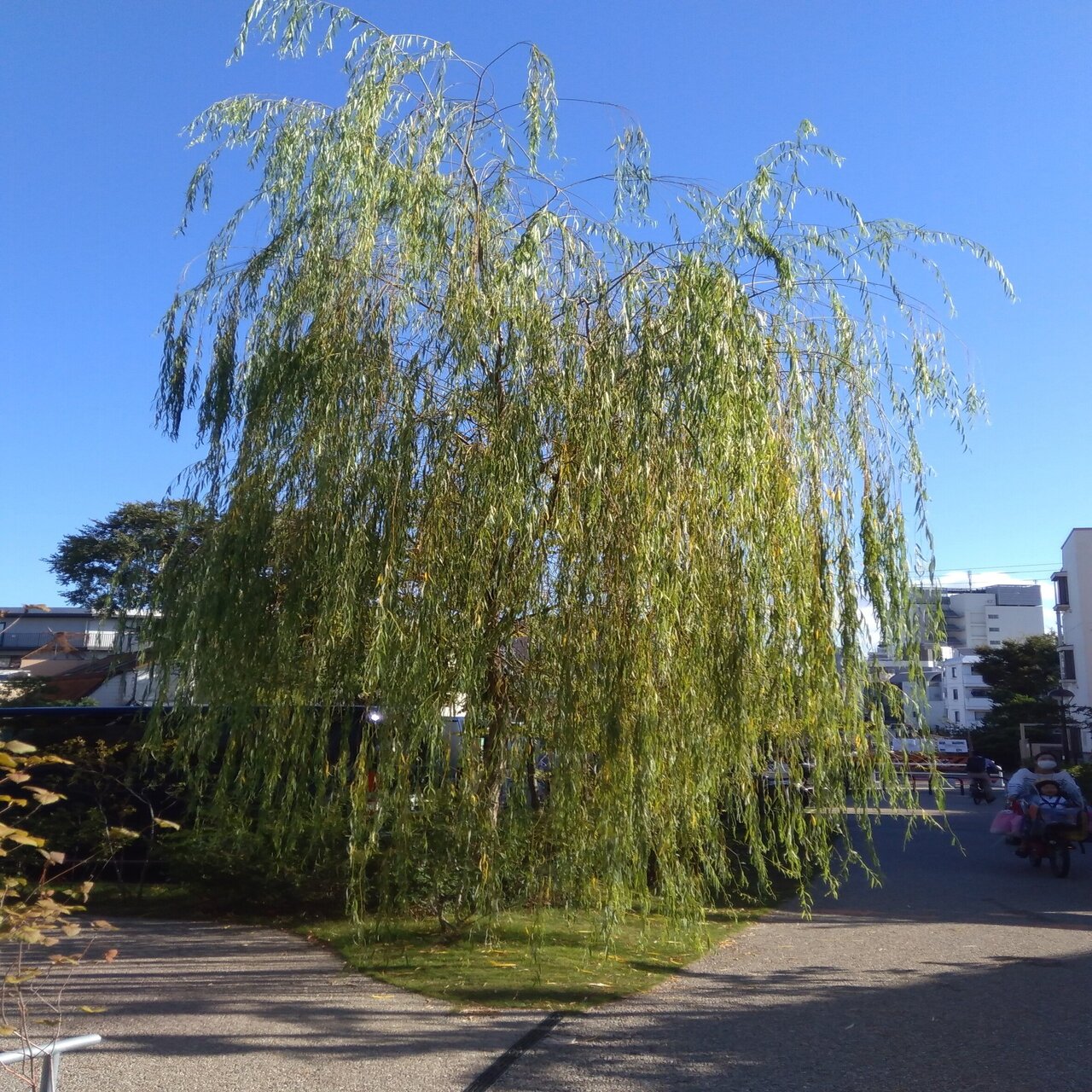 10月の朝活園藝教室 プロから学べる庭いじりのコツ シモキタ園藝部 Note