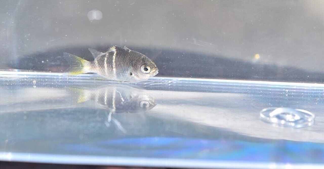 高知県 稚魚 幼魚 探索紀行 第五回目 イソスズメダイの稚魚の写真 Yohaku Photo Note