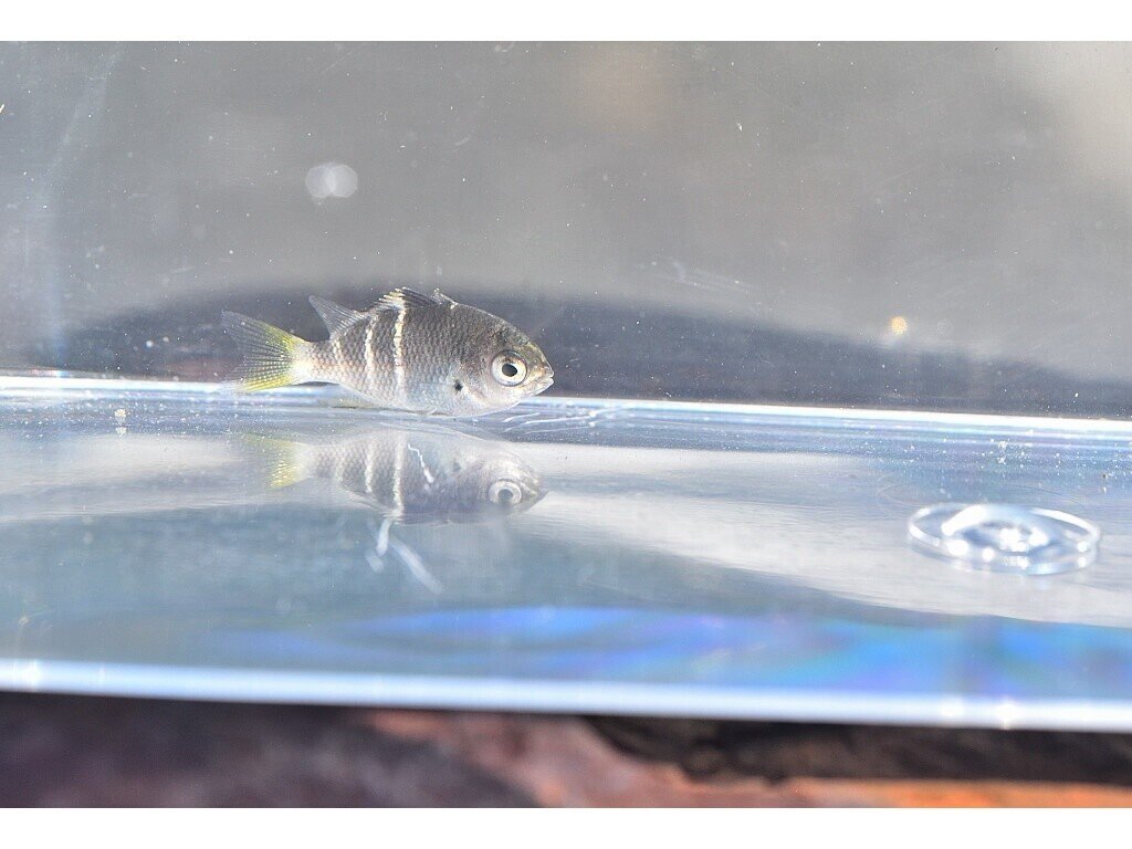 高知県 稚魚 幼魚 探索紀行 第五回目 イソスズメダイの稚魚の写真 Yohaku Photo Note 高知県 稚魚 幼魚 探索紀行 第五回目 イソスズメダイの稚魚の写真 Yohaku Photo Note
