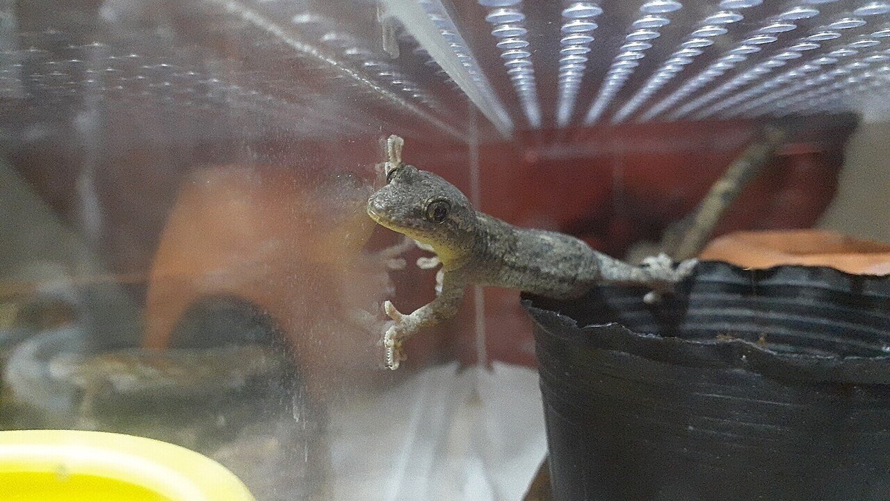 捕まえた ヤモリの飼い方教えます ニホンヤモリ Vanille Note 捕まえた ヤモリの飼い方教えます ニホンヤモリ Vanille Note