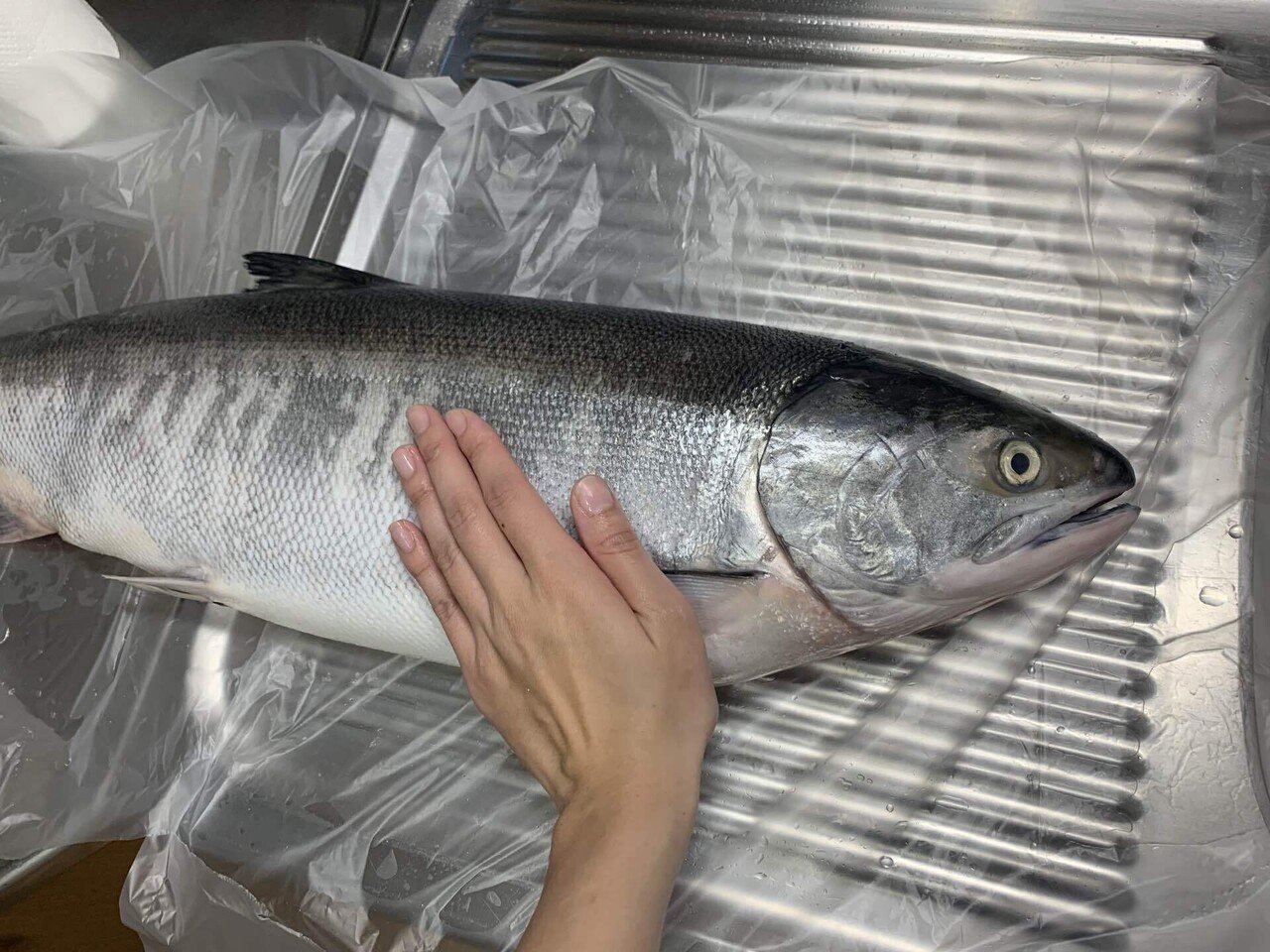 とにかくqolを向上したい人の鮭といくら とにかく食でqolを向上したい人のブログ Note とにかくqolを向上したい人の鮭といくら とにかく食でqolを向上したい人のブログ Note