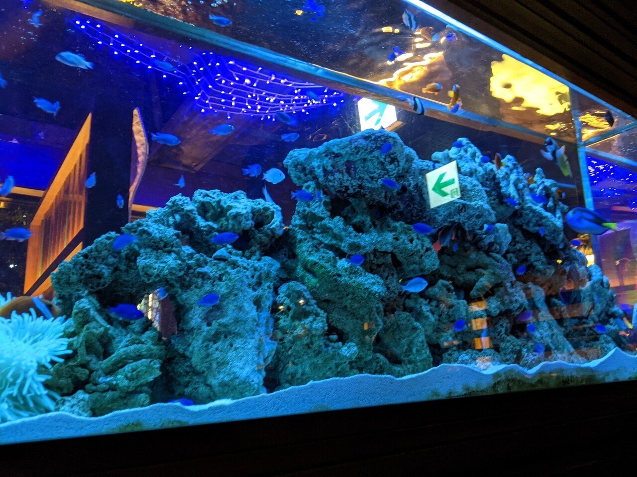 銀座 銀座ライム 水槽に囲まれるアクアリウムバル こん 東京 グルメ巡り Note
