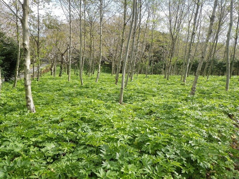 ④アシタバ畑とハンノキ