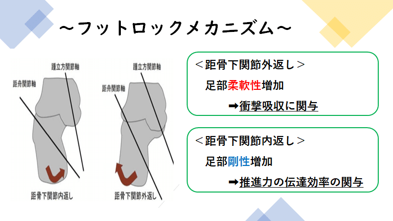 距骨下関節の役割と歩行へ与える影響～バイオメカニクスへと繋げ