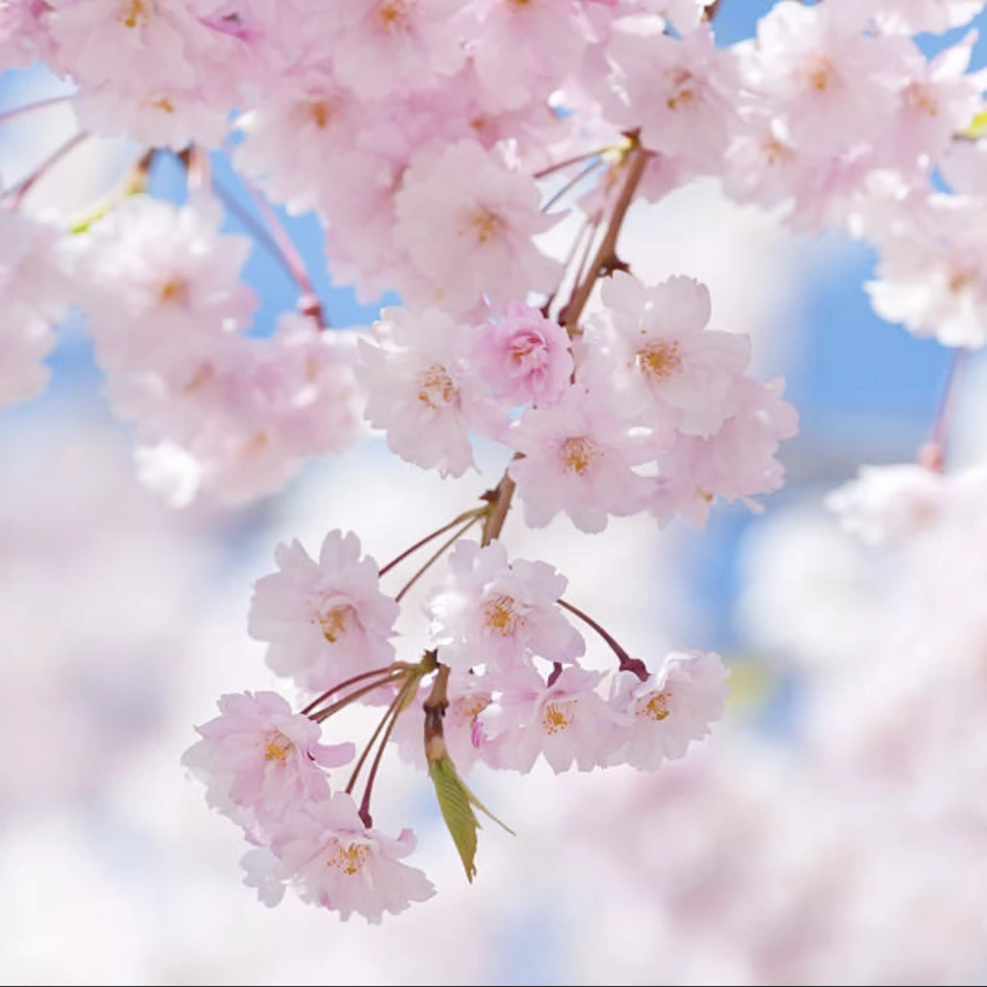 Masami