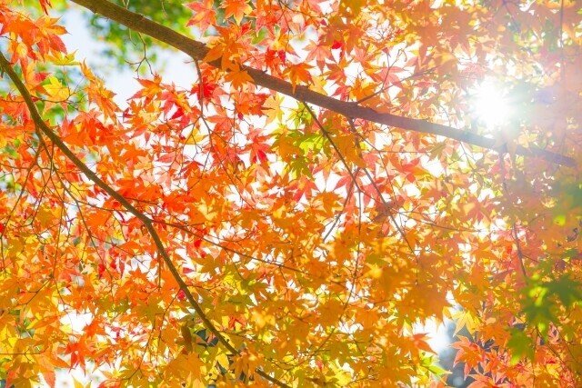 初紅葉