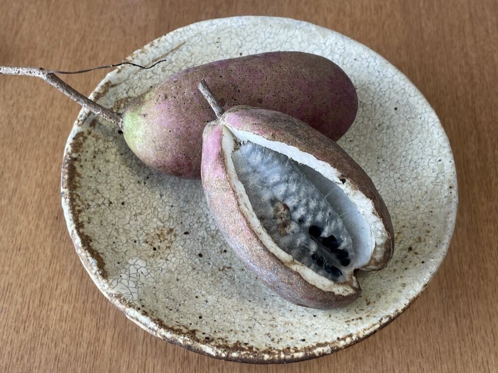 ぐべ むべ と あけび を比べてみた 栗田真希 Note ぐべ むべ と あけび を比べてみた 栗田真希 Note