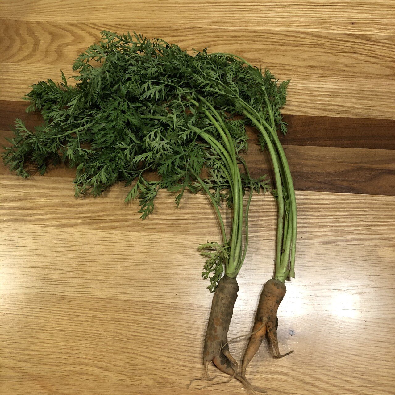 香り春菊、味セロリ～の葉人参さん｜島田春美 ママのみかたひだまり