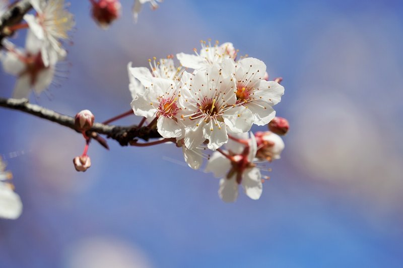 ★桜
