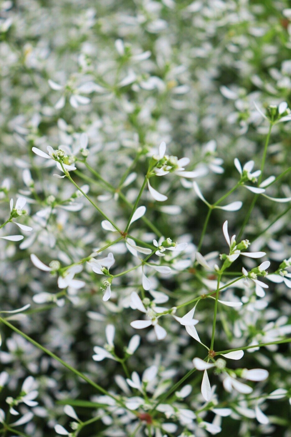 ユーフォルビア ダイアモンドフロスト ひら Note