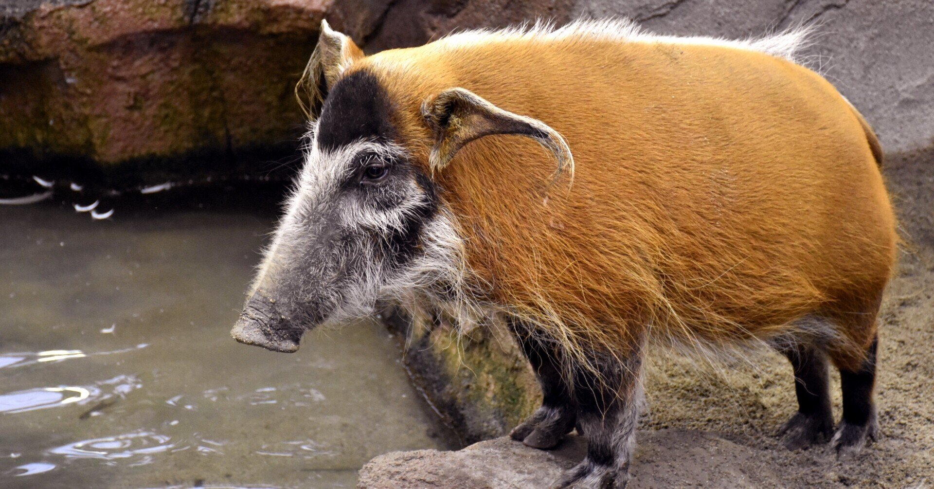 45 イノシシ型メカローバー フェブリス アニメ モンタナジョーンズ に登場した メカローバー を紹介するエッセイ 朽木桜斎 Note 45 イノシシ型メカローバー フェブリス アニメ モンタナジョーンズ に登場した メカローバー を紹介するエッセイ 朽木桜斎 Note