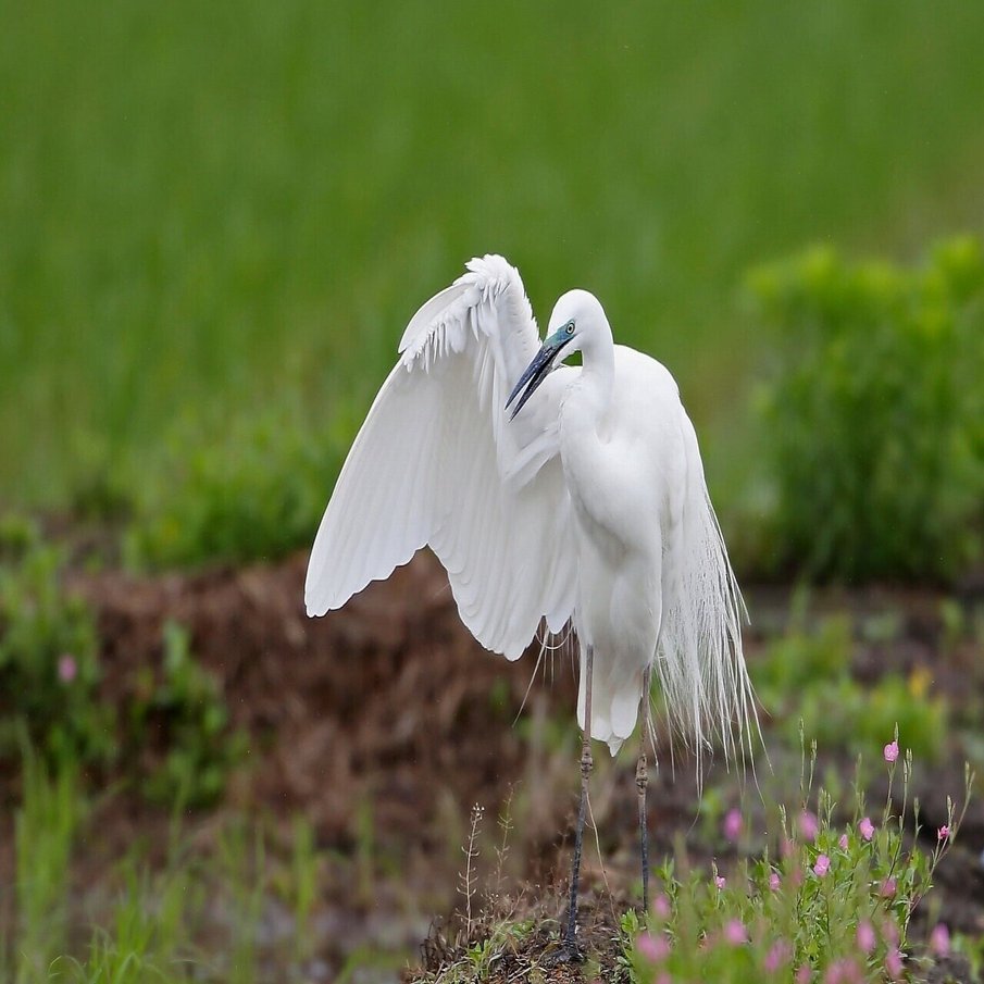 第1794回 綺麗な白い鳥｜翆野 大地