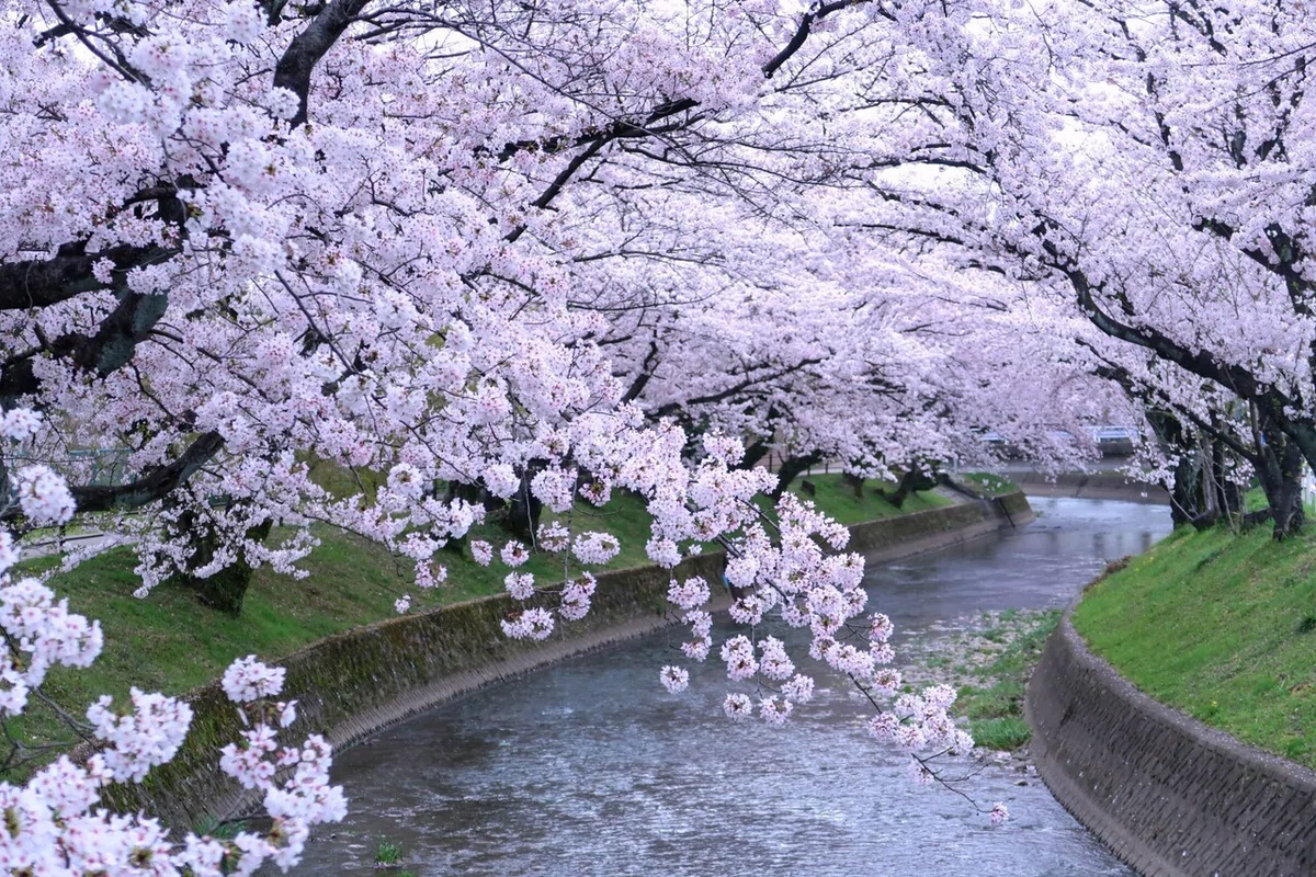 桜