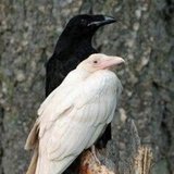 Two-Headed Raven