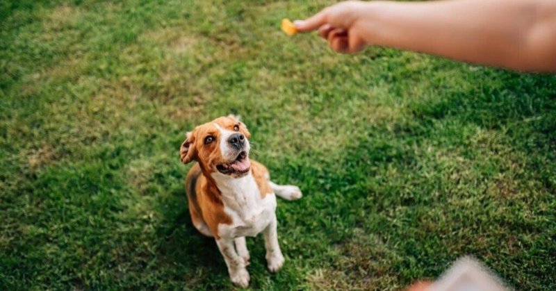 手作り犬おやつ の新着タグ記事一覧 Note つくる つながる とどける 手作り犬おやつ の新着タグ記事一覧 Note つくる つながる とどける