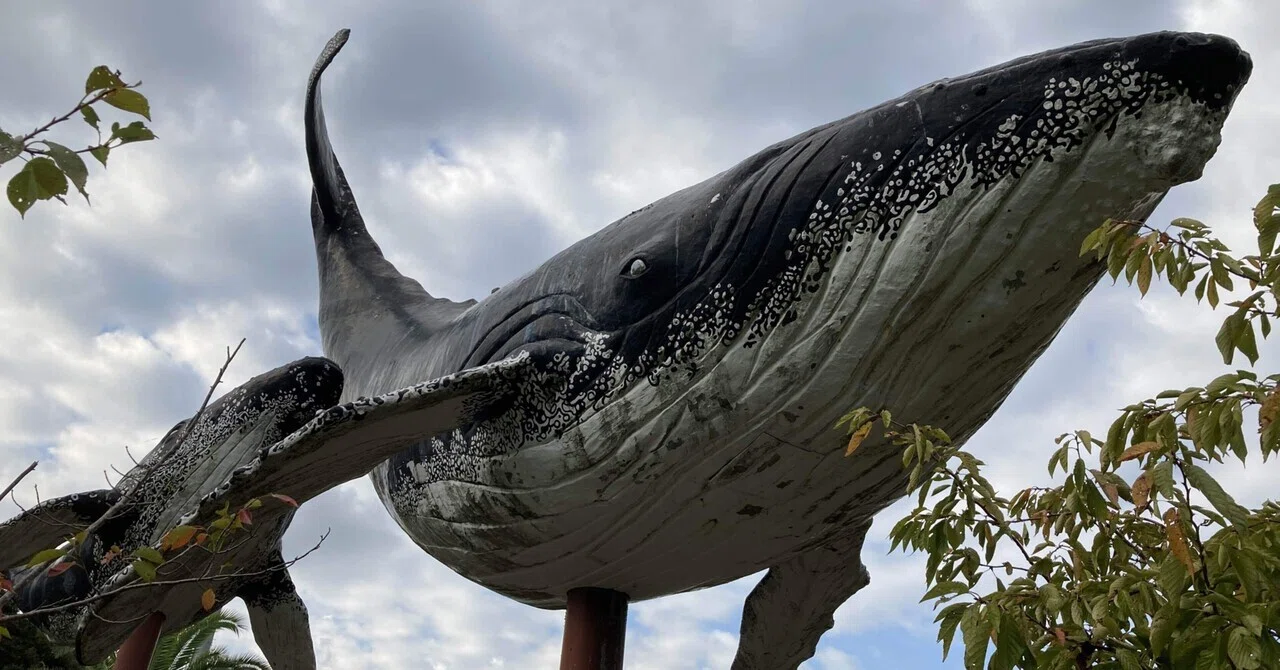 alohawind クジラの看板 特大 写し出し