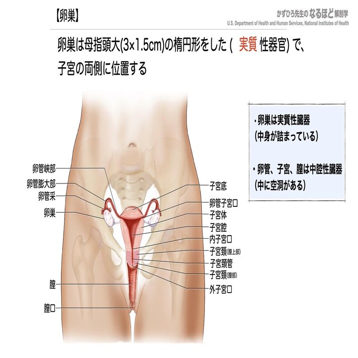 6 2 2 生殖器系 女性生殖器 一問一答 かずひろ先生 黒澤一弘 解剖学 Note