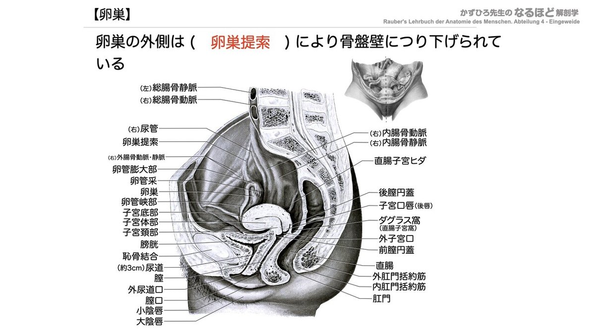 【徹底的国試対策】6-2 生殖器系 - 女性生殖器.045