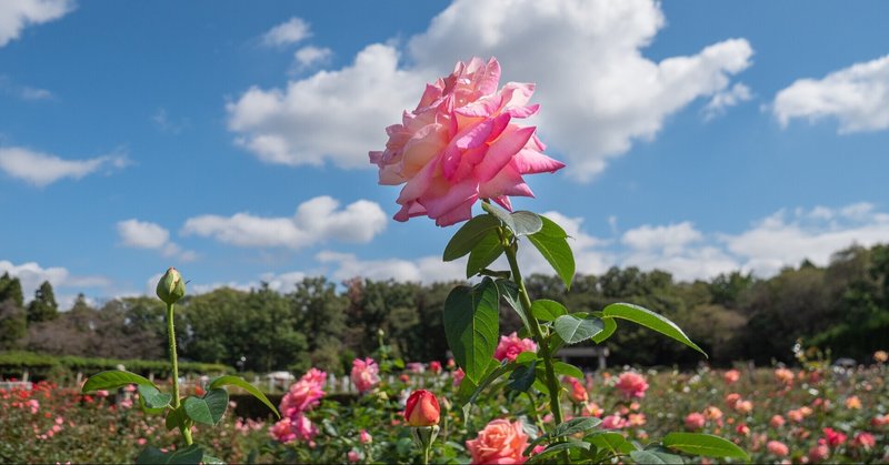 神代植物公園でバラの花を撮ってきた話 21年10月 セバス Note