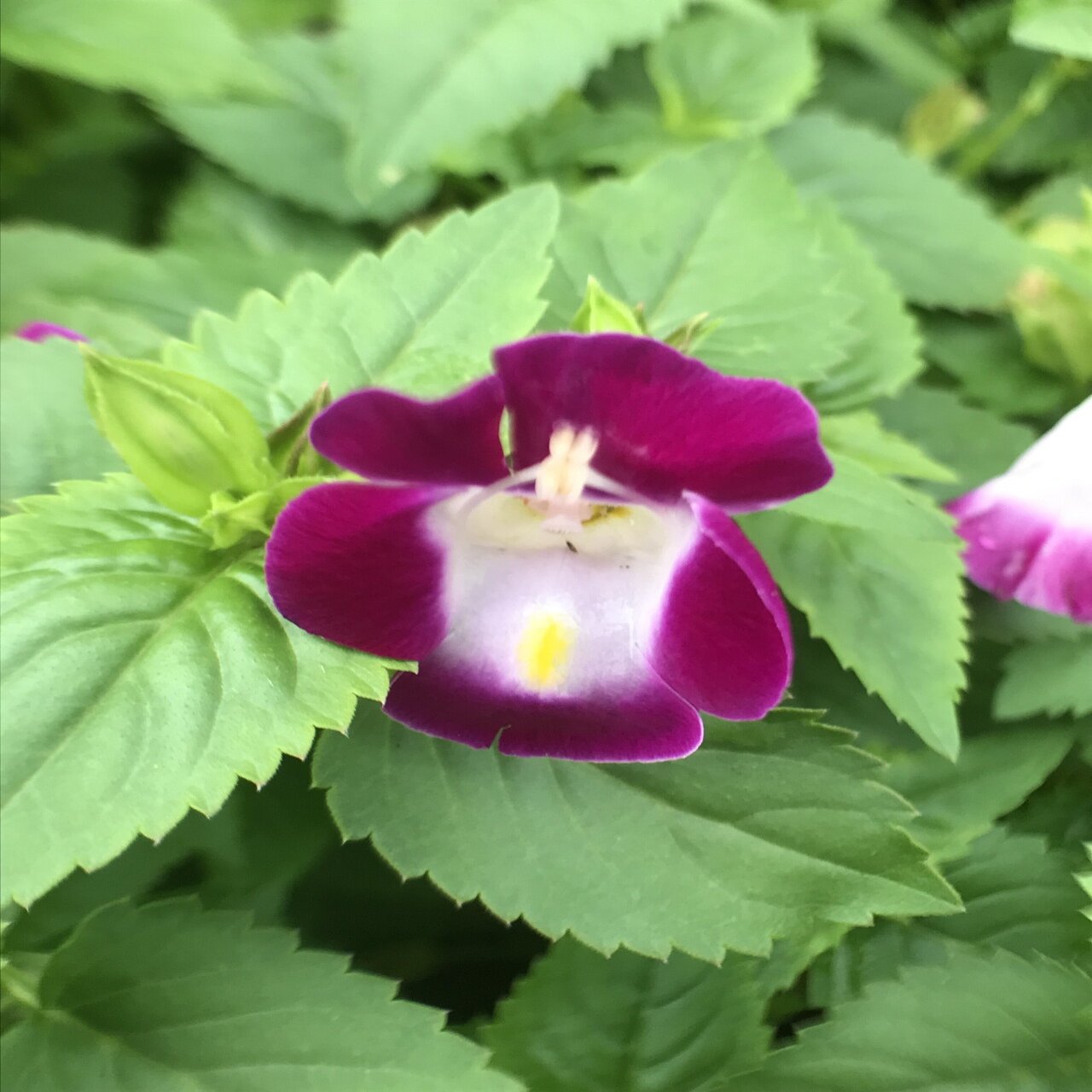 111 どちらが不幸の花で どちらが幸福の花なのですか そのうちの一つがお前の子供の花だ Coucou Note作家 Note
