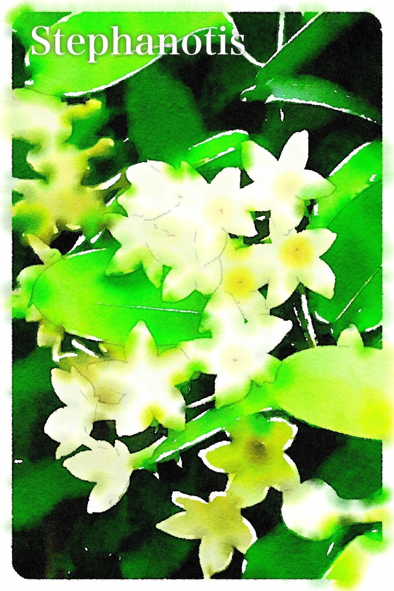 おそようございます 今日は7月26日 今日から実質的に夏休みという学生の方も多いのでは 誕生花は ステファノティス ジャスミンに花 の形が似ているため マダガスカルジャスミンとの別名がありますが ジ Tockni Note