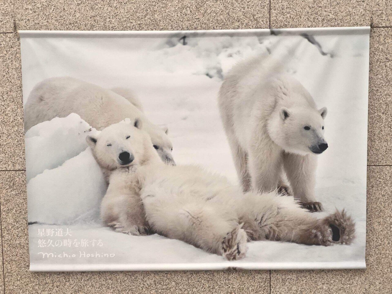 星野道夫展 写真と言葉｜ぽっぽ