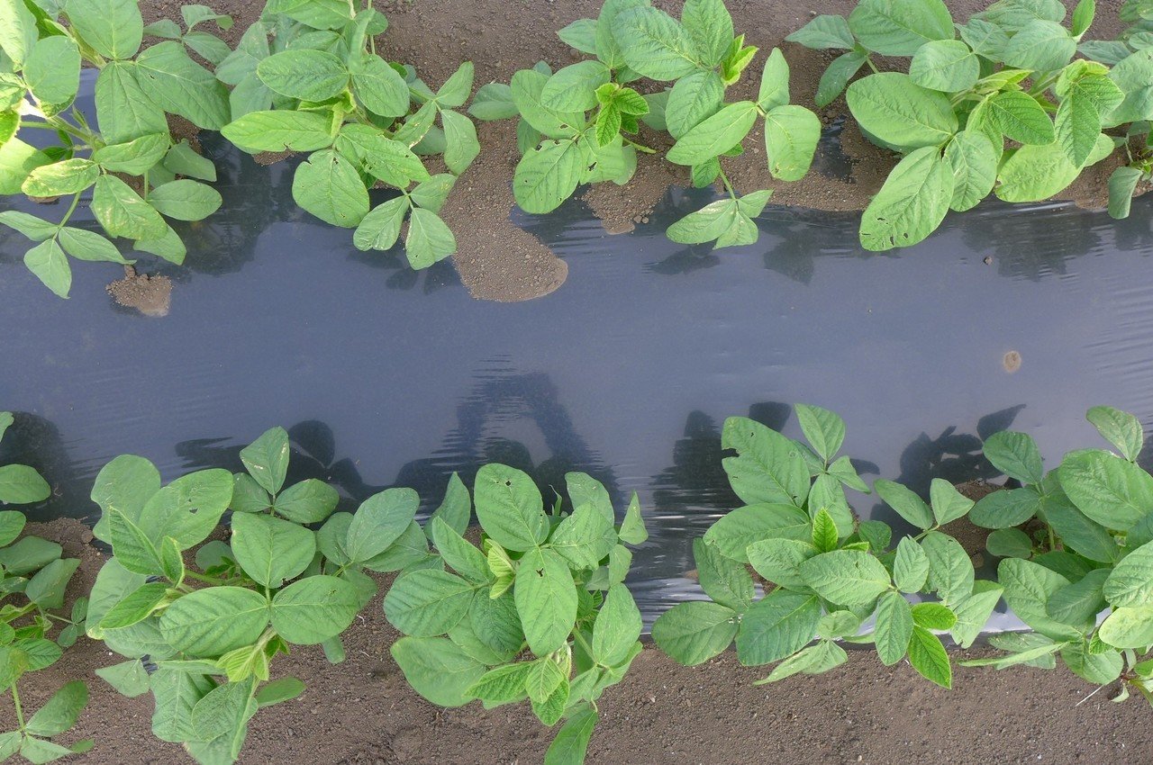 枝豆の成長日記 堀尾タモツ Note 枝豆の成長日記 堀尾タモツ Note