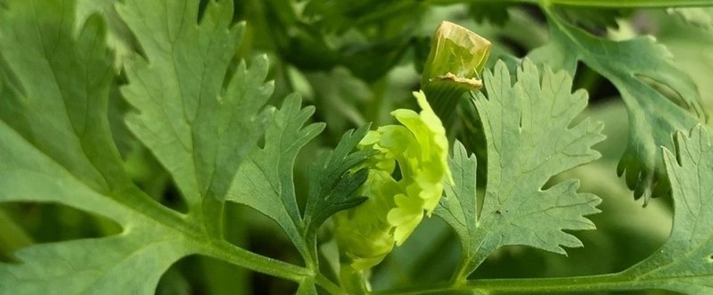 パクチーの花芽をカットして株を守る Kakkunpakkun Kp Note