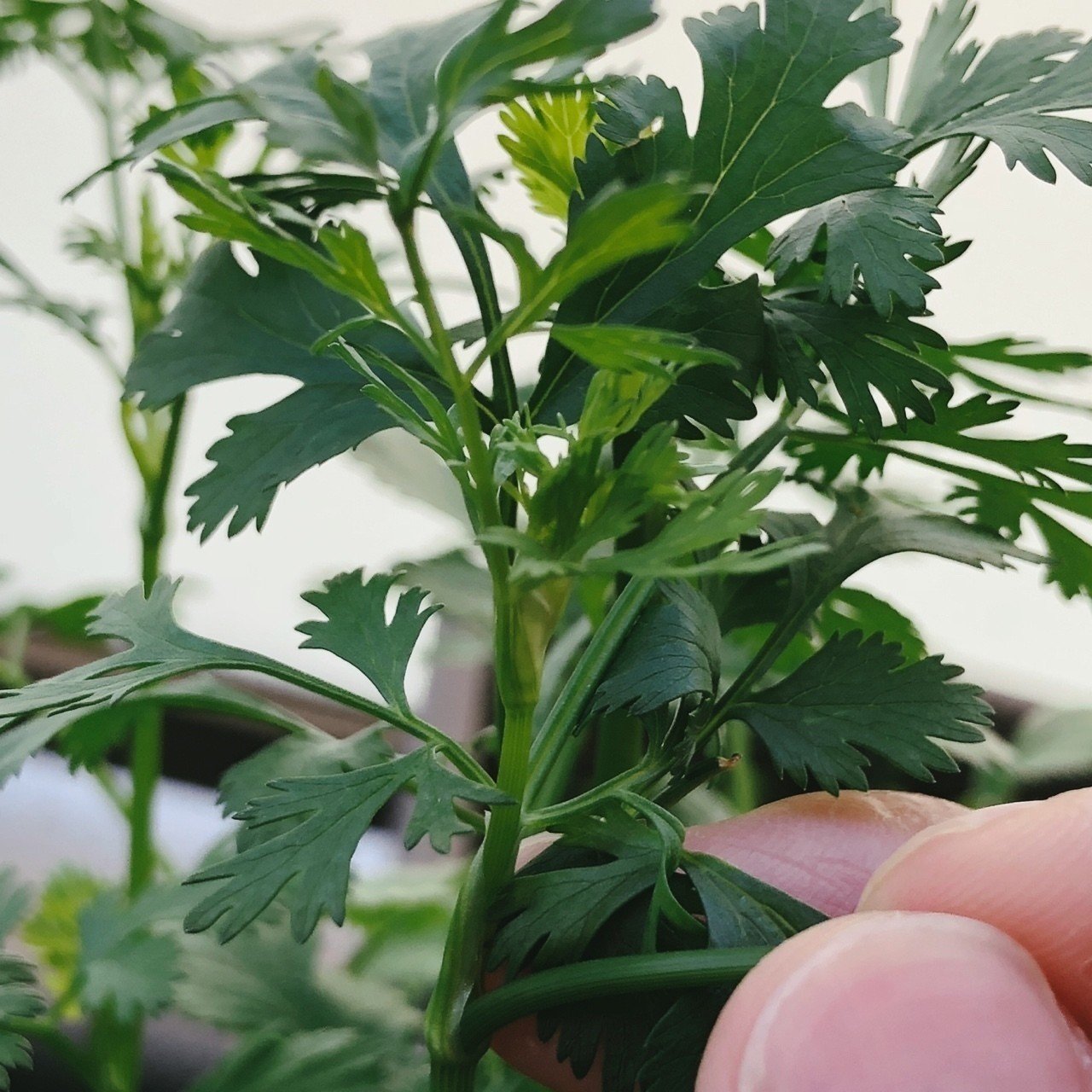 パクチーの花芽をカットして株を守る Kakkunpakkun Kp Note パクチーの花芽をカットして株を守る Kakkunpakkun Kp Note