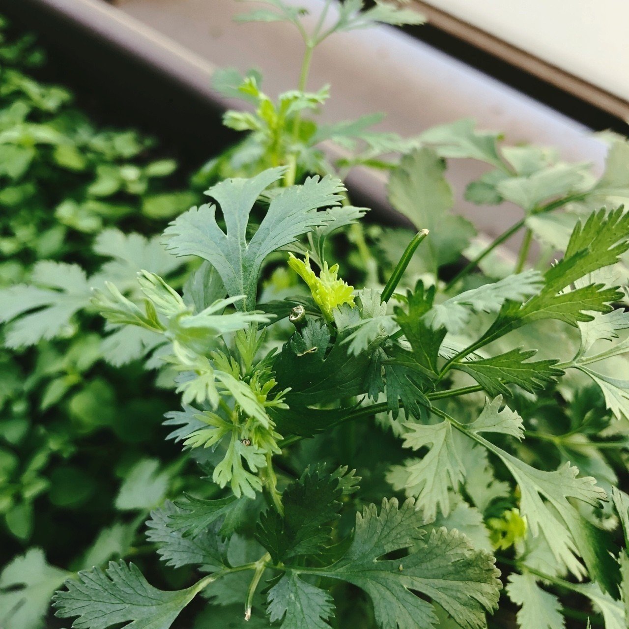 パクチーの花芽をカットして株を守る Kakkunpakkun Kp Note パクチーの花芽をカットして株を守る Kakkunpakkun Kp Note