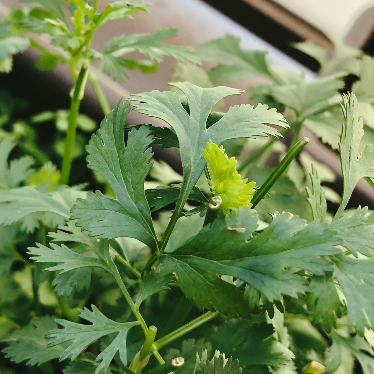 パクチーの花芽をカットして株を守る Kakkunpakkun Kp Note パクチーの花芽をカットして株を守る Kakkunpakkun Kp Note