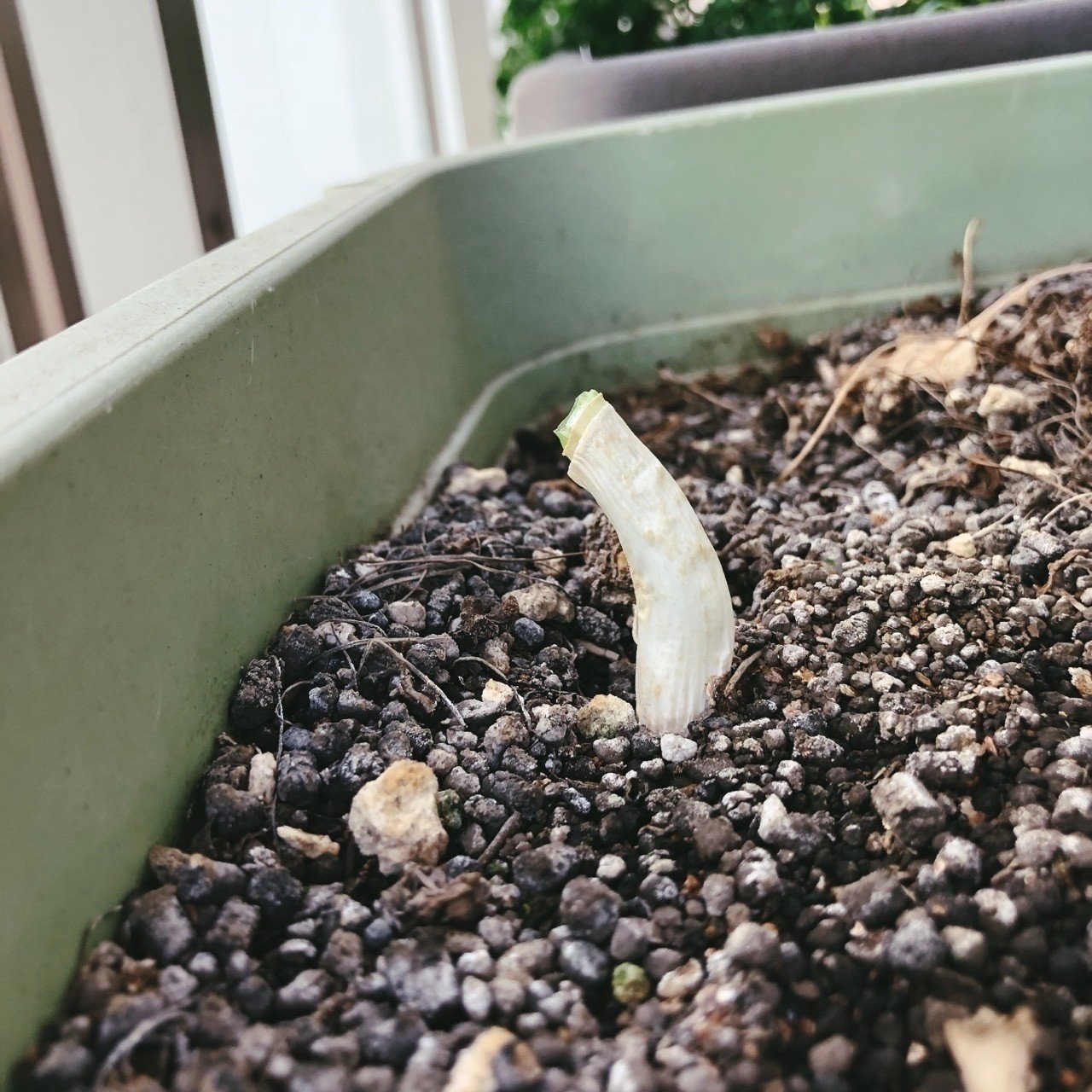 パクチーの花芽をカットして株を守る Kakkunpakkun Kp Note パクチーの花芽をカットして株を守る Kakkunpakkun Kp Note