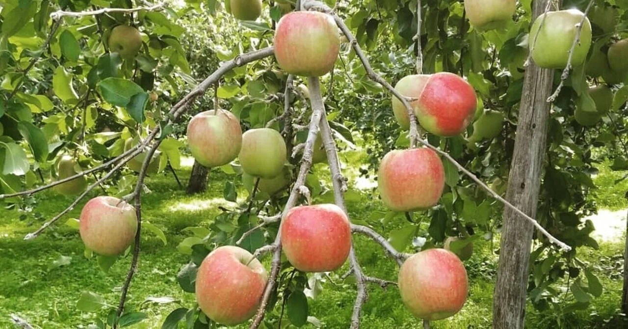 青森の絶品アップルパイが食べたい！ 兵庫から行くりんご尽くしの旅