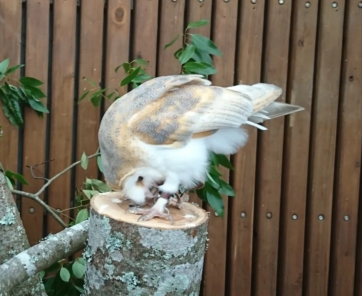 画像13