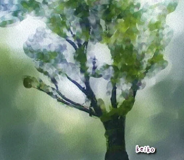 函南原生林のブナ_k