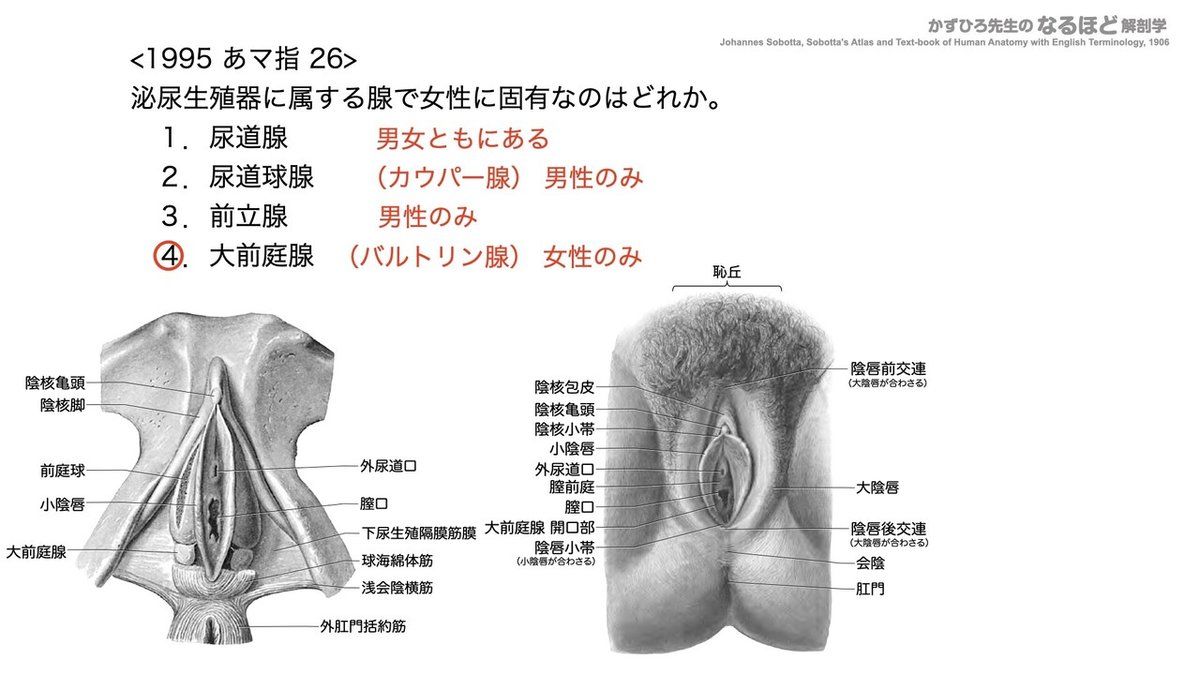女性生殖器 6-2 (3)】 生殖器系 - 女性生殖器 国試過去問解説｜かずひろ先生（黒澤一弘｜解剖学）