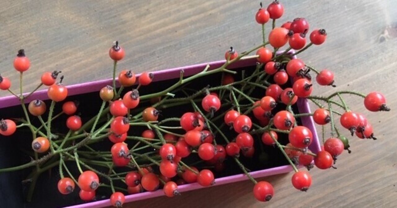 ローズヒップの収穫｜松本路子