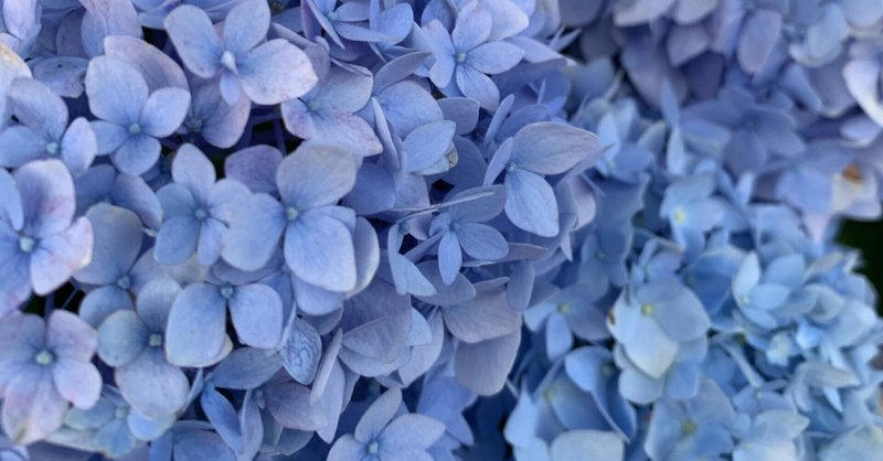 君に最後の花束を Akusa Note