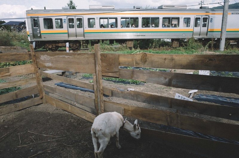 電車とヤギ
